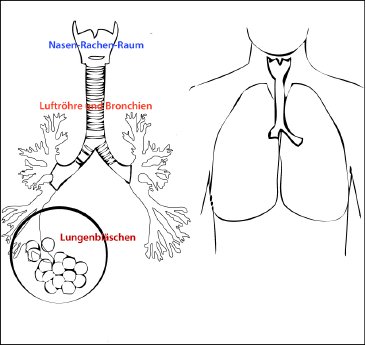 Lungen Illustration.jpg