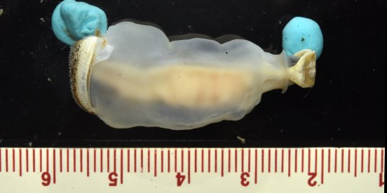 Abb2_PM MOTY Voting.jpg