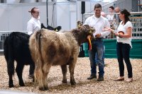 Impression Bundesschau Galloway I 