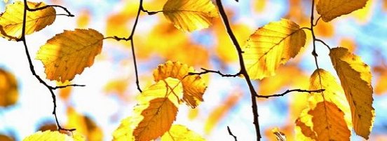 autumn-1042346_960_720-590x215.jpg
