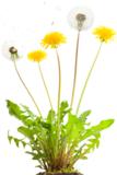 Löwenzahn-Kautschuk von Continental als eins der Top 3-Projekte bei GreenTec Awards 2014 nominiert