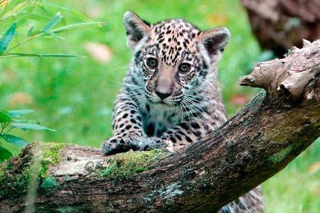Yuna (Zoo Rostock) ©Copyright: Zoo Rostock/Steffen Ahlefeldt-Purgander