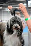 Messe Rassehunde Ausstellung 2018 / Foto: Barbara Neumann