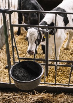 actanol-pflanzenkohle-landwirtschaft-kalb.jpg