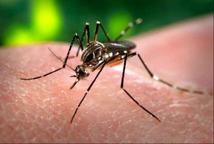 Aedes Mücke.jpg