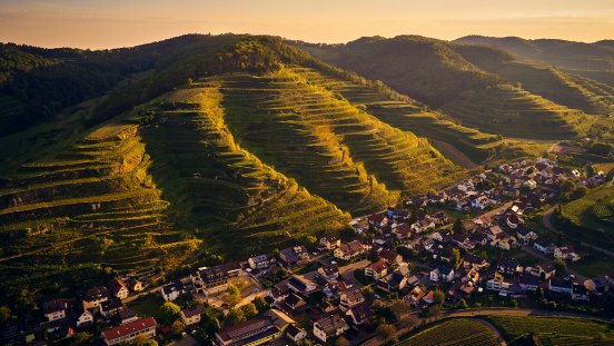 Typische Kleinterrassen der Oberbergener Baßgeige.jpg