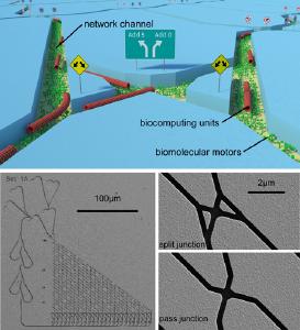 Netzwerkbasierte Bioinformatik. Oben: Schema von Bioinformatik-Einheiten, die mit Hilfe von molekularen Motoren durch eine Kreuzung inmitten eines Kanal-Netzwerkes geführt werden. Unten: Rasterelektronenmikroskopische Aufnahmen eines netzwerkbasierten bioinformatischen Systems und zweier Typen von Kreuzungen. © Foto Illustration: Till Korten/TU Dresden, Aufnahmen: Cornelia Kowol/Fraunhofer ENAS
