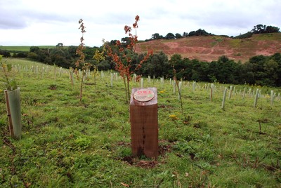 Der neu gepflanzte "OKI Wald" im englischen Sand Martin Wood in Cumbria