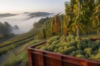 Kiste mit frisch gelesenen weißen Trauben am Rand eines Weinbergs im frühen Morgenlicht, dahinter Rebzeilen im Herbstlaub