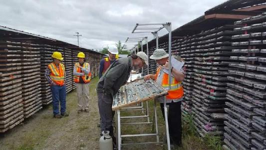 Maple Gold Mines meldet weitere Volltreffer!