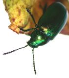 Grüner Sauerampferkäfer (Gastrophysa viridula) / Bild: Abt. Functional Morphology and Biomechanics, Christian-Albrechts-Universität zu Kiel