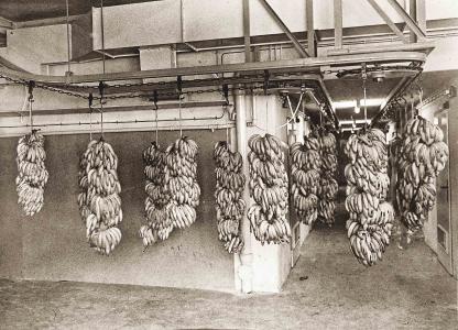 Ein spektakulärer Anblick: Der Stöhrsche Kreistransporteur beförderte 30 bis 50 Kilogramm schwere Bananenstauden an der Decke. (Foto: Dematic)