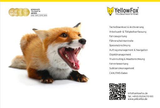 yellowfox.jpg