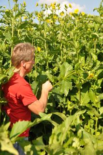Biogasanlagenbetreiber und Landwirt Guido Mayer inmitten der Durchwachsenen Silphie