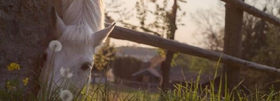 horse-331866_1280-590x213.jpg