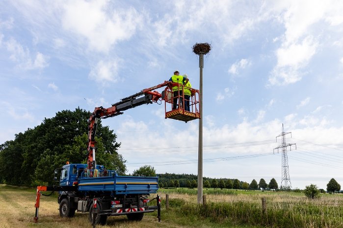 PM_WE25_15_WEMAG unterstützt Beringung junger Fischadler_Bild 2_Foto WEMAG Stephan Rudolph-Krame.jpg