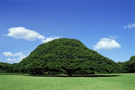 Hitachi Tree