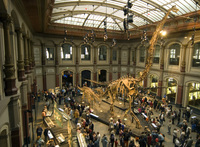 Die Dinos sind zurück: Museum für Naturkunde in Berlin erfährt nach zweijährigem Umbau großes Besucherinteresse.