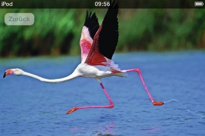 Vögel 5.JPG