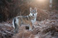 Wildtiere im neuen Licht betrachten