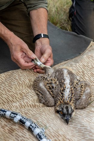 PM_WE25_15_WEMAG unterstützt Beringung junger Fischadler_Bild 3_Foto WEMAG Stephan Rudolph-Krame.jpg