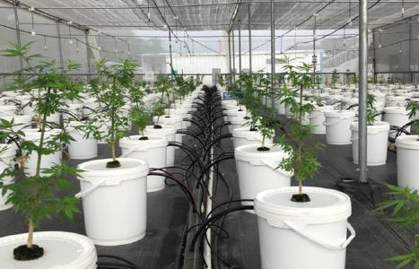 Marihuana-Pflanzen; Foto: Khiron Life Sciences