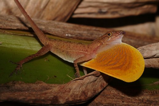 Norops polylepis.JPG