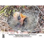 SKYLARKS NESTING ON ROLLS-ROYCE LIVING ROOF