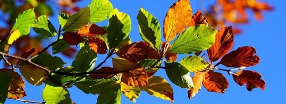 fall-foliage-2822593_960_720-588x215.jpg