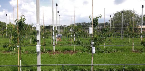 Paarweise direkt am Baum und etwas abseits davon angeordnete Funksensormodule, mit denen Lufttemperatur, Luft- und Blattfeuchte zum Monitoring des Mikroklimas in einer Obstanlage am Lehr- und Versuchszentrum Gartenbau Erfurt gemessen werden. Foto: IMMS.