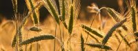 Katjes Greenfood stockt Anleihe 2022/27 (A30V3F) auf 25 Mio. Euro auf