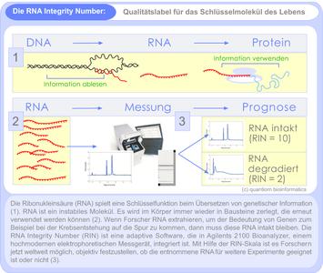 Grafik zur Darstellung der Bedeutung der RNA