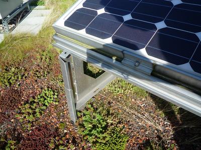 Höhenverstellbarer Solargrundrahmen und verschiedene Sedum- und Gräserarten.