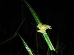 Frosch-240x180.jpg