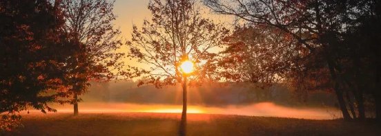 trees1280-e1788344976213-590x212.webp