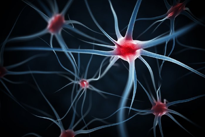 neuronen.jpg