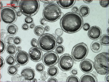 Mikroskopaufnahme von kugelförmigen Festtreibstoffpartikeln mit Polymerbeschichtung.jpg