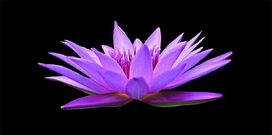 water-lily-1592771_960_720.jpg