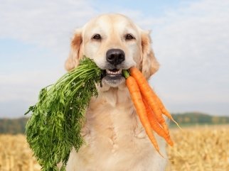 SustainablePet_021026_DEPRcom.001.jpeg