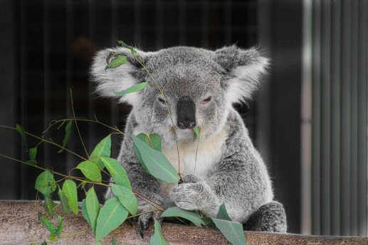 KoalA-freiheitsjunkie-koala-5623615_1920.jpg