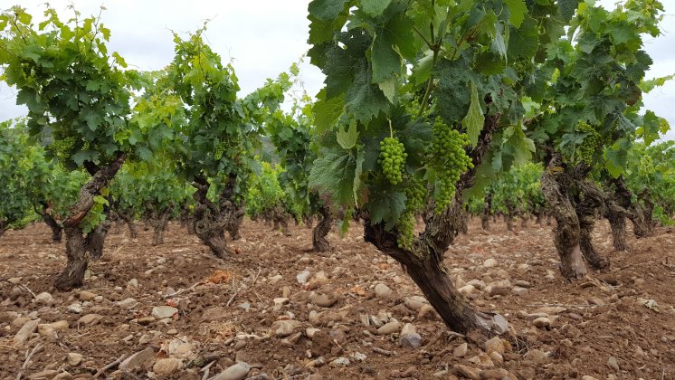 grape harvest season.jpg