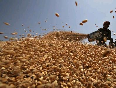 Ungünstige Witterung könnte Indien zu umfangreichen Weizenimporten zwingen