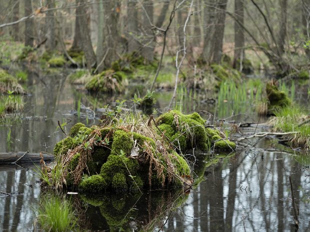 Altwarmbüchener Moor_1_Foto Marcel Hollenbach.jpg