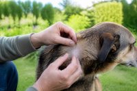 Hund wird im Garten am Nacken auf Zecken und Flöhe untersucht. Eine Person teilt im Garten das Fell eines Hundes am Nacken, um die Haut auf Parasiten zu kontrollieren, im Hintergrund unscharf eine Wiese. Symbolbild zum Markt für Antiparasitika bei Heimtieren.
