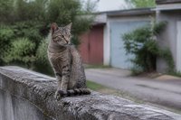 Scheue getigerte Katze auf einer Hofmauer am Rand eines Wohngebiets