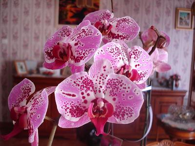 Besonders geeignet als natürliche Schadstofffilter sind Orchidee, Gerbera, Efeu und Arecapalme oder Betelpalme