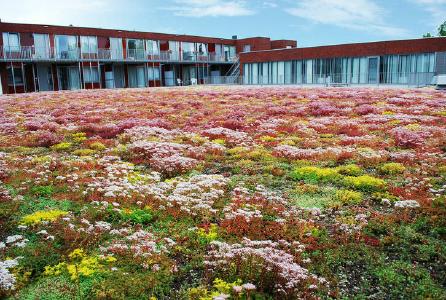 Optigrün Akademie: Allgemeine Dachbegrünung