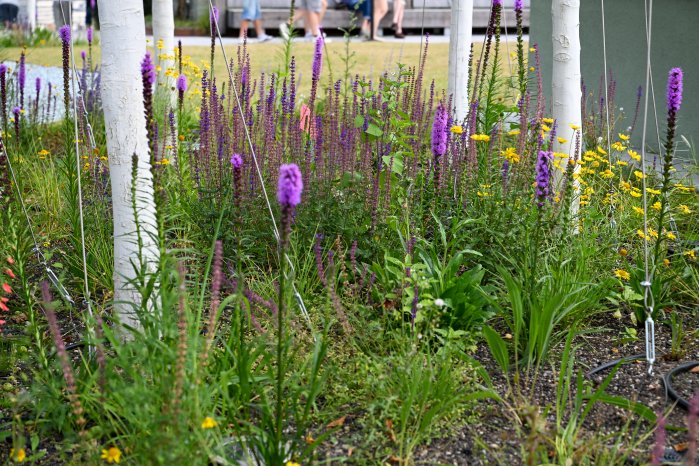 Optigruen_Referenzbild_Bunker Hamburg_04.jpg