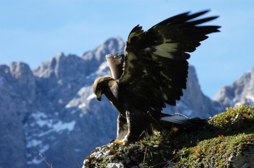 Steinadler_Sky_im_Karwendel.jpg