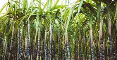 Nachwachsender Rohstoff: Biobasierte PE-Schutzfolien von POLIFILM PROTECTION werden aus Zuckerrohr hergestellt. Die Folge: eine optimale Klimabilanz.